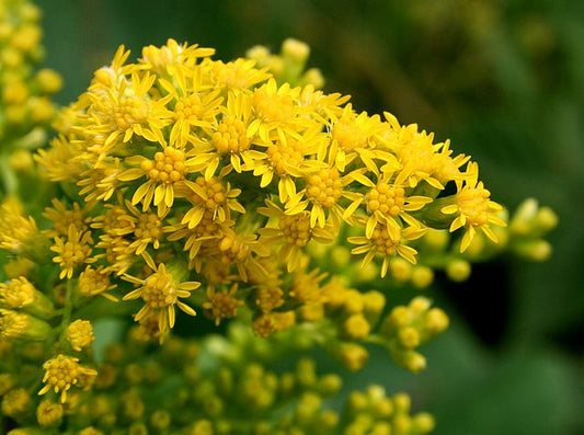 Tall Goldenrod Quart