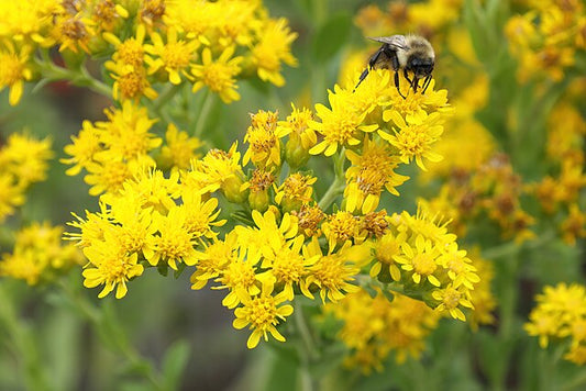 Stiff Goldenrod Quart