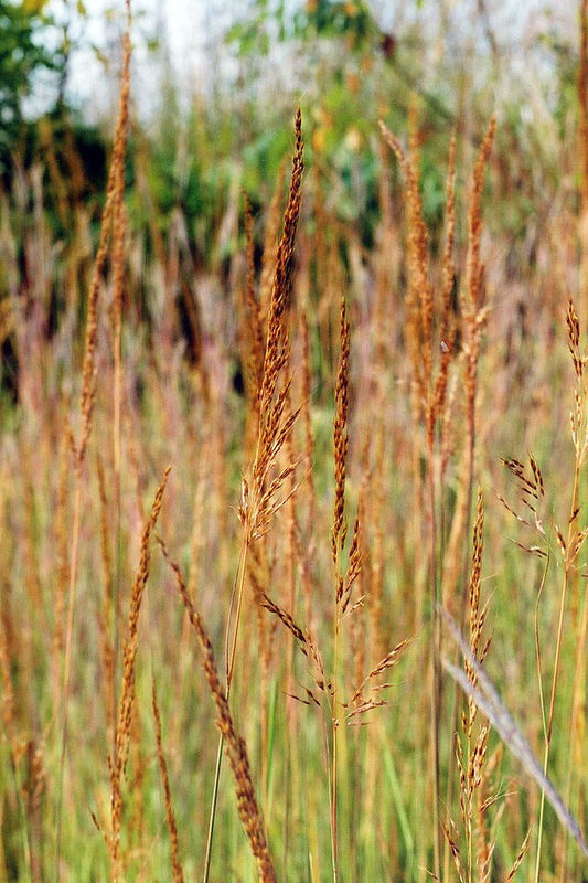 Indian Grass Quart