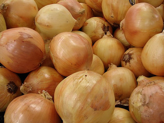 Yellow Onion Sets 1 lbs.