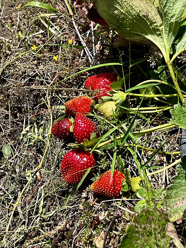 622 Quinault Strawberry