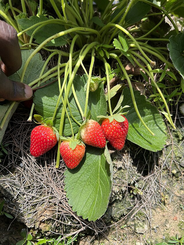 624-25 Seascape Strawberry (Pack of 25)