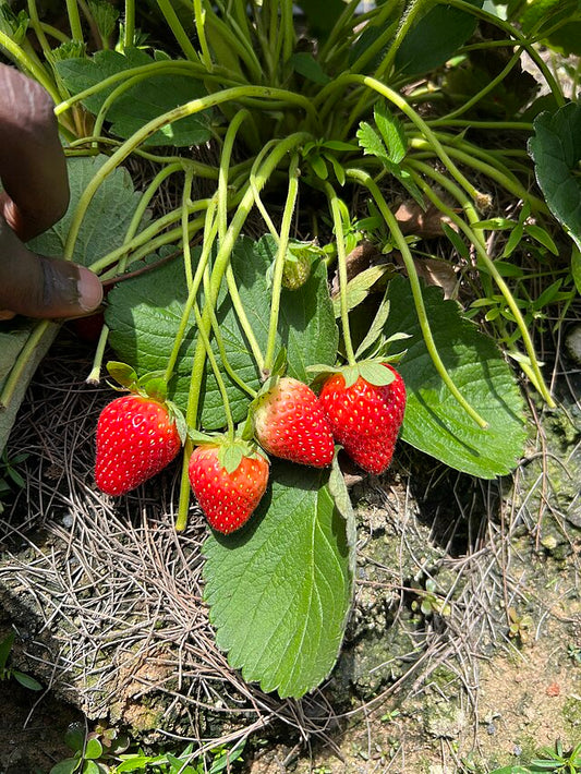 624-25 Seascape Strawberry (Pack of 25)