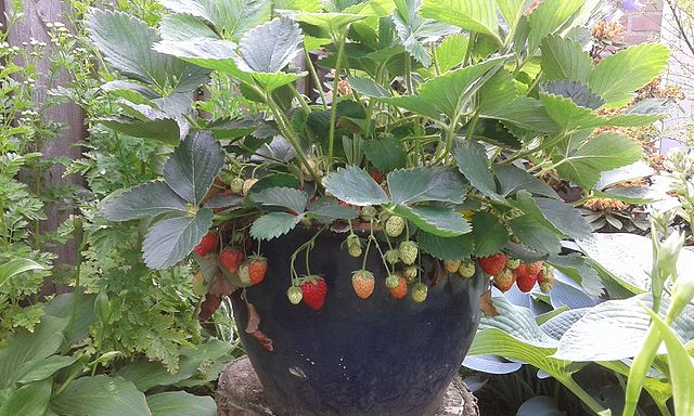 626-25 Sequoia Strawberry (Pack of 25)