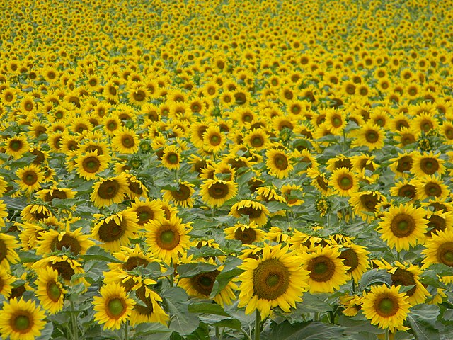 Yooper Sunshine Garden kit