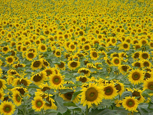 Yooper Sunshine Garden kit