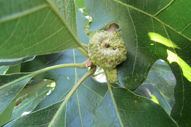 855-1 BR Oak-Swamp White (Packed In Units of 25 Seedlings)