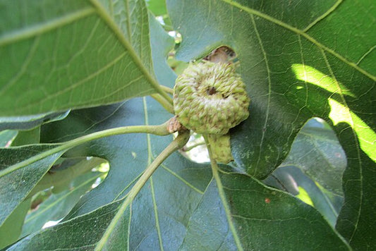 855-1 BR Oak-Swamp White (Packed In Units of 25 Seedlings)