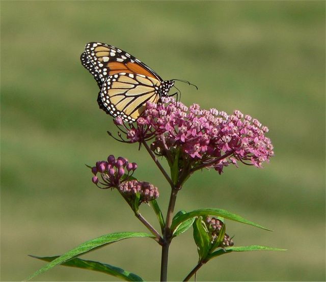 Swamp Milkweed Quart