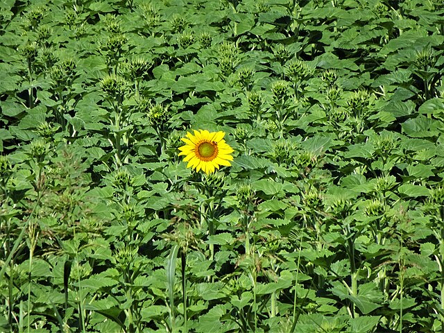 Early Sunflower Flat