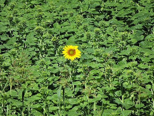 Early Sunflower Quart