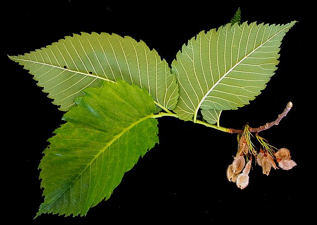 933-1 Elm-American (Packed In Units of 25 Seedlings)