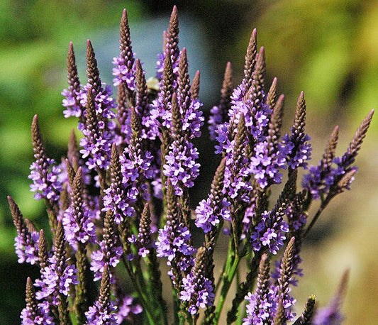Blue Vervain Quart