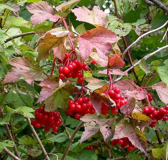 940-1 Highbush Cranberry (Packed In Units of 25 Seedlings)