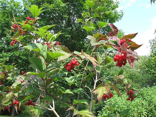 Highbush Cranberry