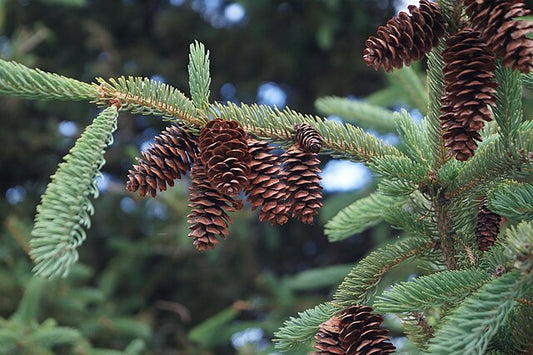 White Spruce Plug Packs