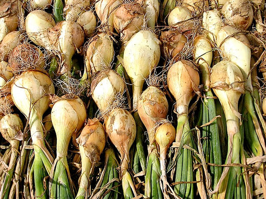 676 White Onion Sets