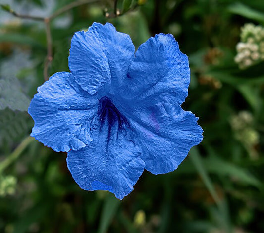 Wild Petunia Quart
