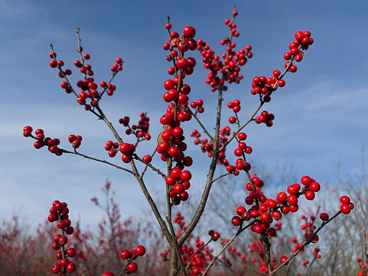971-1 Winterberry Holly (Packed In Units of 25 Seedlings)