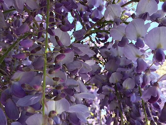 Summer Cascade Wisteria