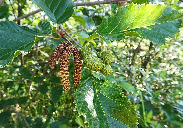 861-1 BR Birch-White/Paper/Canoe (Packed In Units of 25 Seedlings)