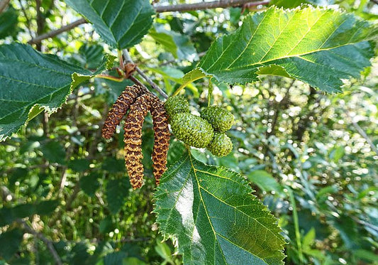 861-1 BR Birch-White/Paper/Canoe (Packed In Units of 25 Seedlings)