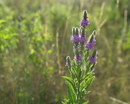 Hoary Vervain Quart