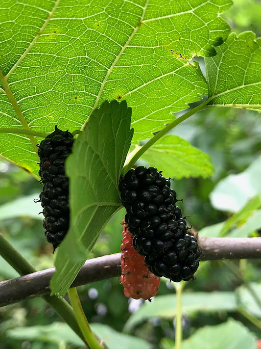 Red Mulberry Yard Tree