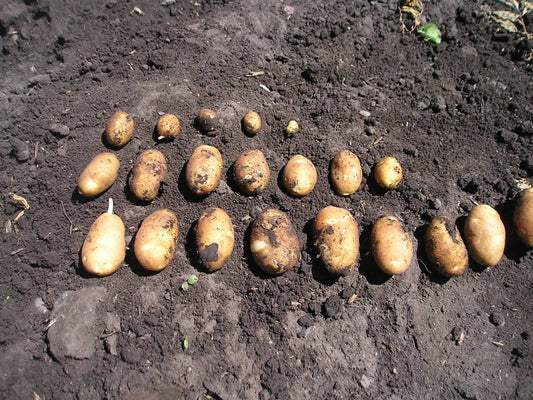 694 Russet Norkotah Seed Potato