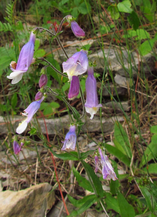 Beardtongue, Hairy - Penstemon hirsutus