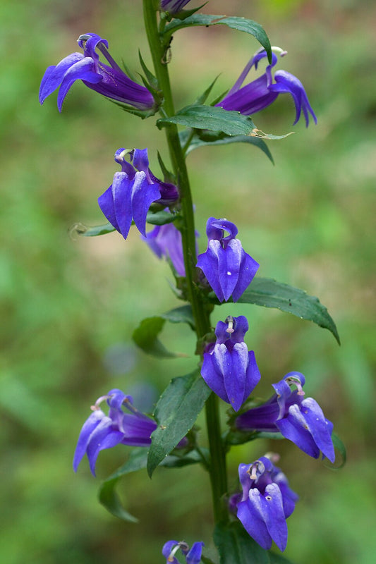 Lobelia, Great Blue - Lobelia siphilitica