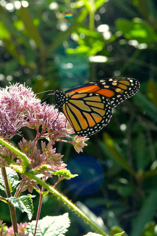 Joe-Pye Weed - Eutrochium maculatum