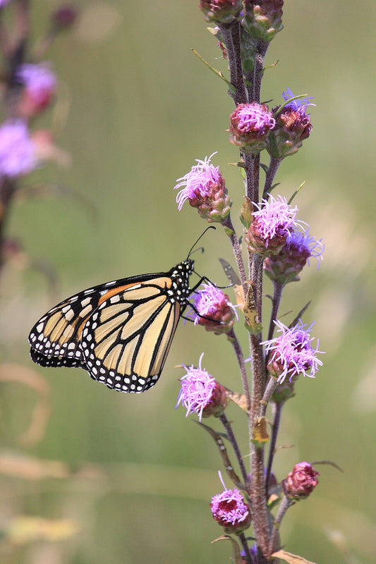Blazingstar, Rough - Liatris aspera