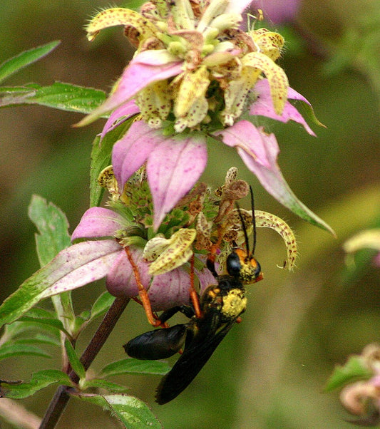 Spotted Bee Balm - Monarda punctata