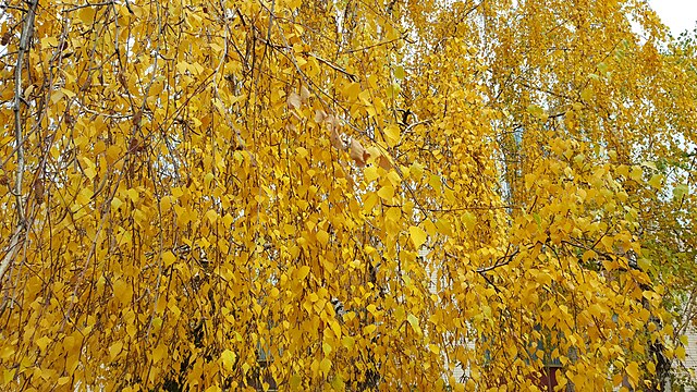 Yellow Birch Pack of 25