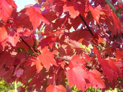 Red Maple Pack of 25