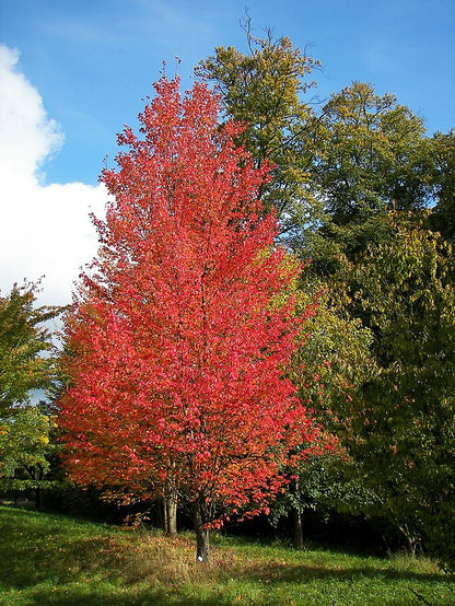 Red Maple Pack of 25