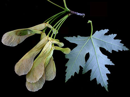 Silver Maple Pack of 25