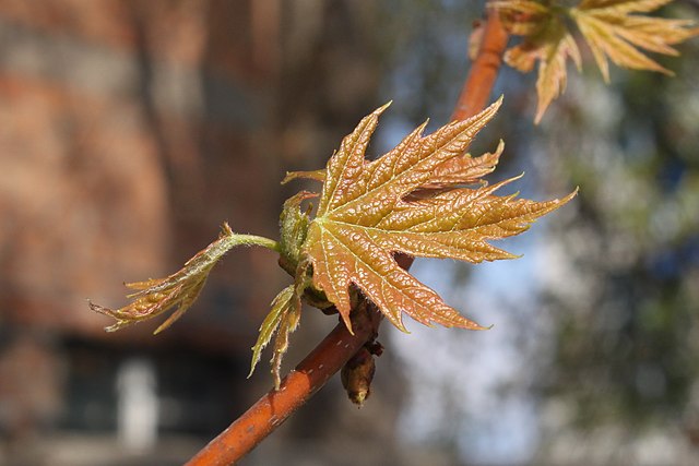 Silver Maple Pack of 25