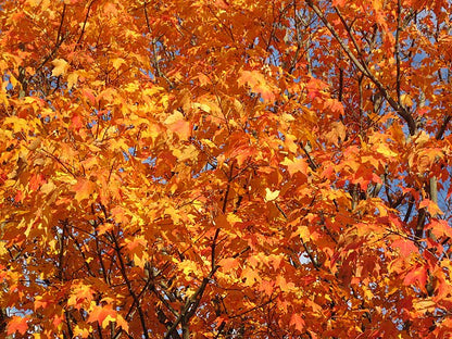 Sugar Maple Pack of 25