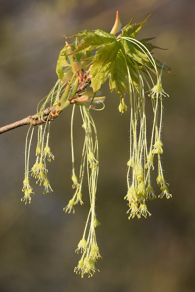 Sugar Maple Pack of 25