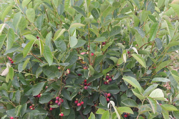 744 Serviceberry (Regent)