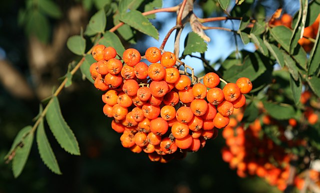 American Mountain Ash (Rowen) Pack of 25