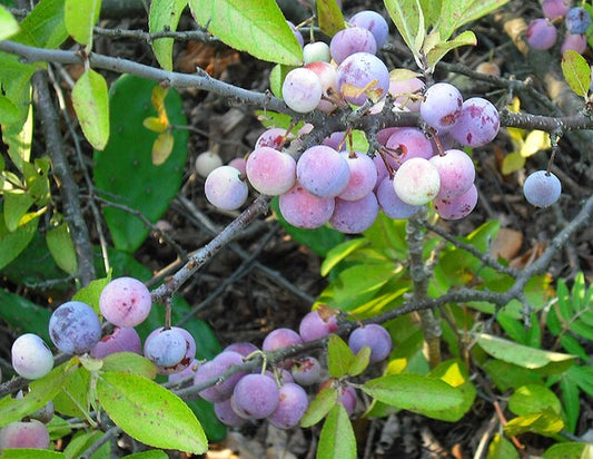 Beach Plum Pack of 10