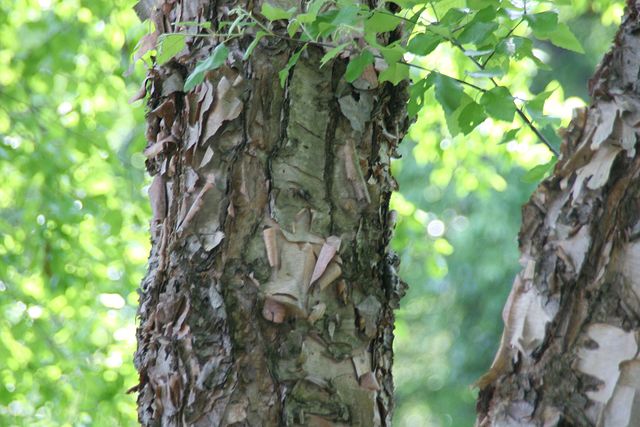 River Birch Pack of 25