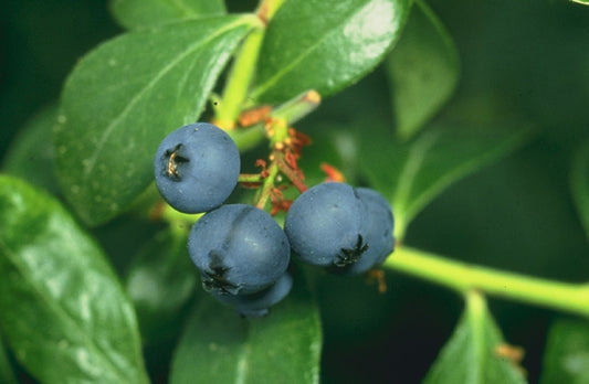 Blueberry 10 Plant Bundle