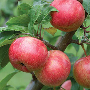 Chestnut Crabapple