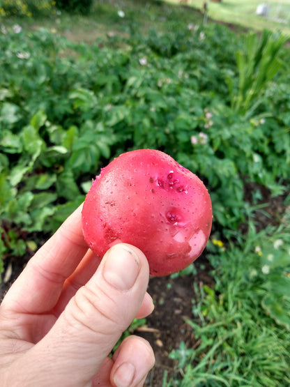 Norland Red Potatoes 2.5 lbs.