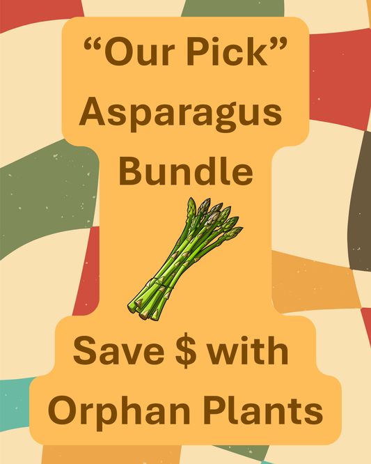 1450 Asparagus Bundle (40 Asparagus Plants)