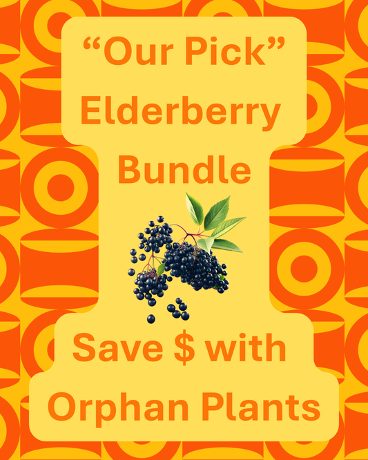1425 Elderberry Bundle (4 Elderberry Plants)